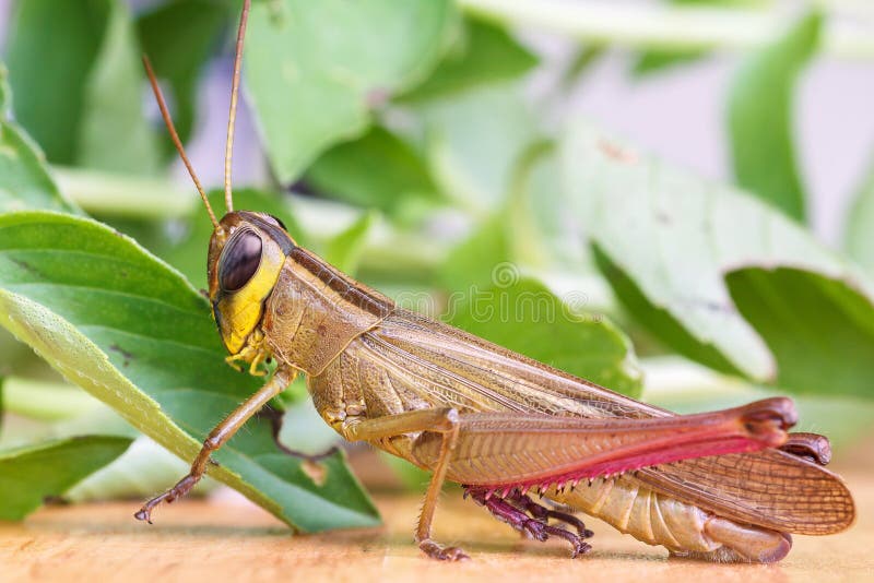 Saltamontes que come una hoja fotografía de archivo libre de regalías Saltamontes que come una hoja fotografía de archivo libre de regalías