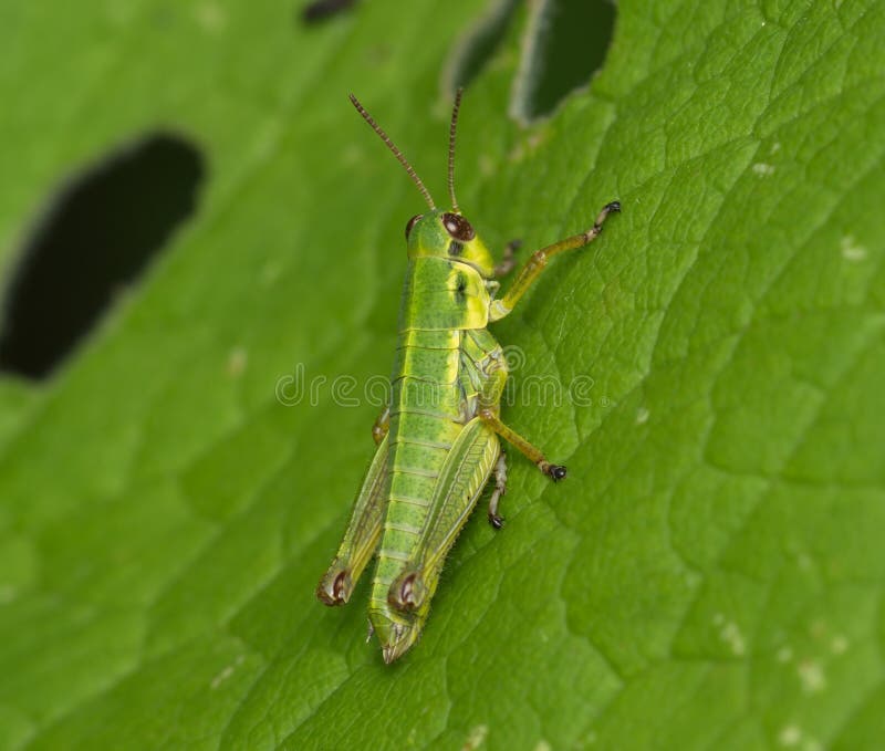 Saltamontes verde joven en una hoja verde fotos de archivo Saltamontes verde joven en una hoja verde fotos de archivo