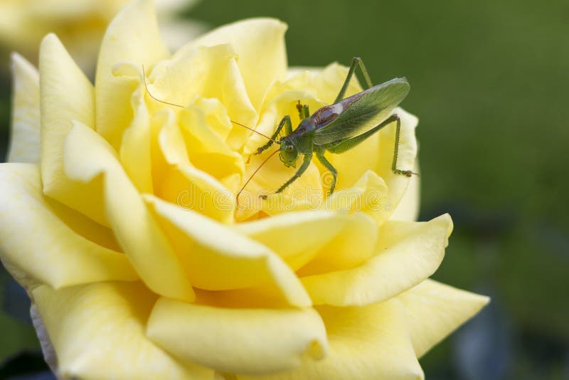 Saltamontes verde que se sienta encendido en la rosa amarilla fotos de archivo libres de regalías Saltamontes verde que se sienta encendido en la rosa amarilla fotos de archivo libres de regalías