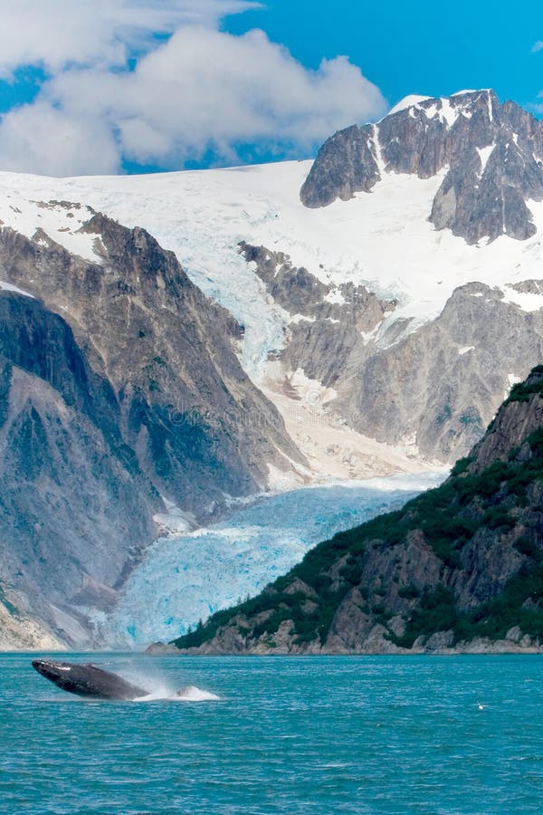 Saltare della megattera dell'acqua davanti al ghiacciaio in Alask