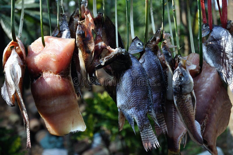 Salted fish royalty free stock photo
