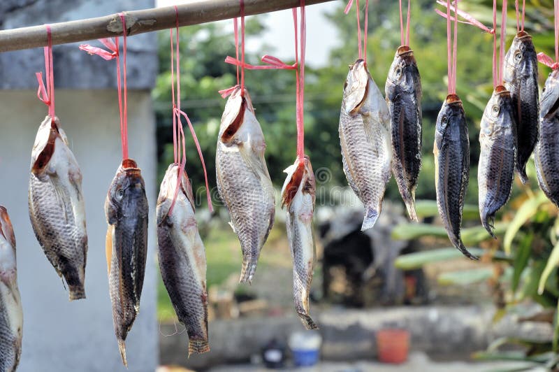Salted fish stock photography