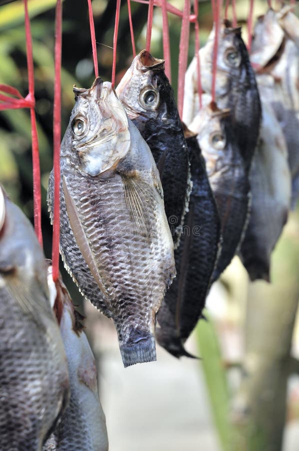 Salted fish royalty free stock photography