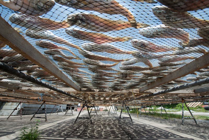 Salted fish royalty free stock photography