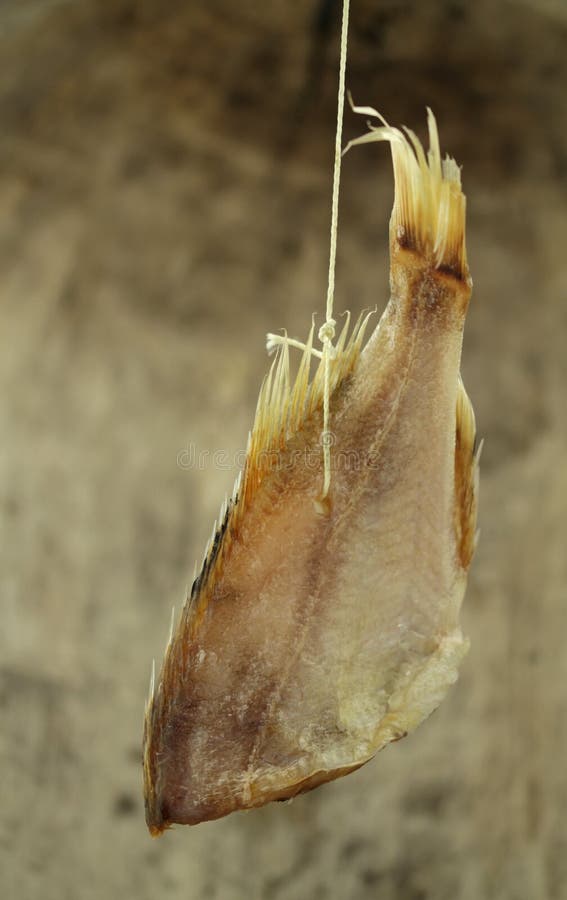 Salted fish stock photo. Image of fish, norwegian, rudd 62537234