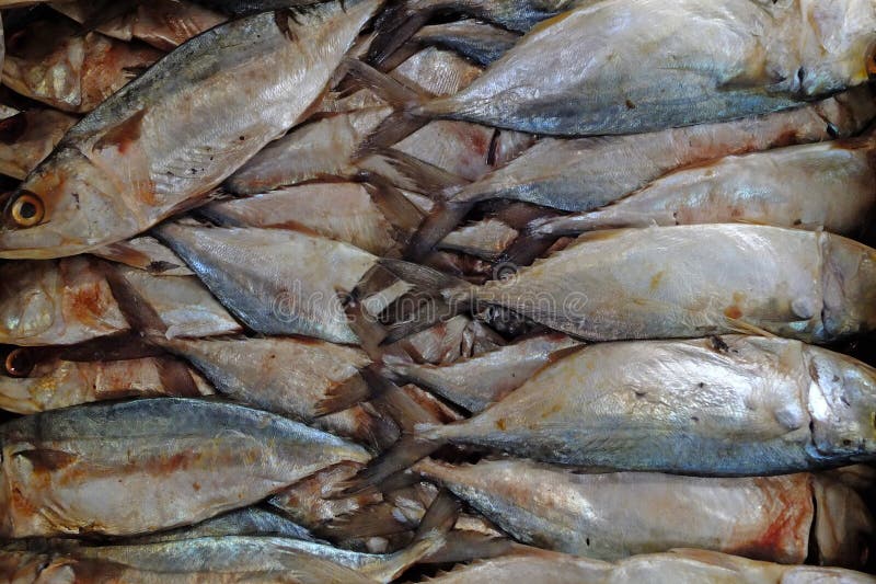 Salted Mackerel fish stock photo. Image of food, fishs 43242536