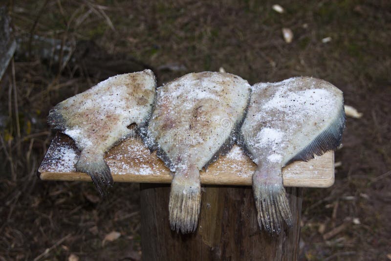 Salting of Fish before Smoking Stock Photo Image of tree, meat 68708690