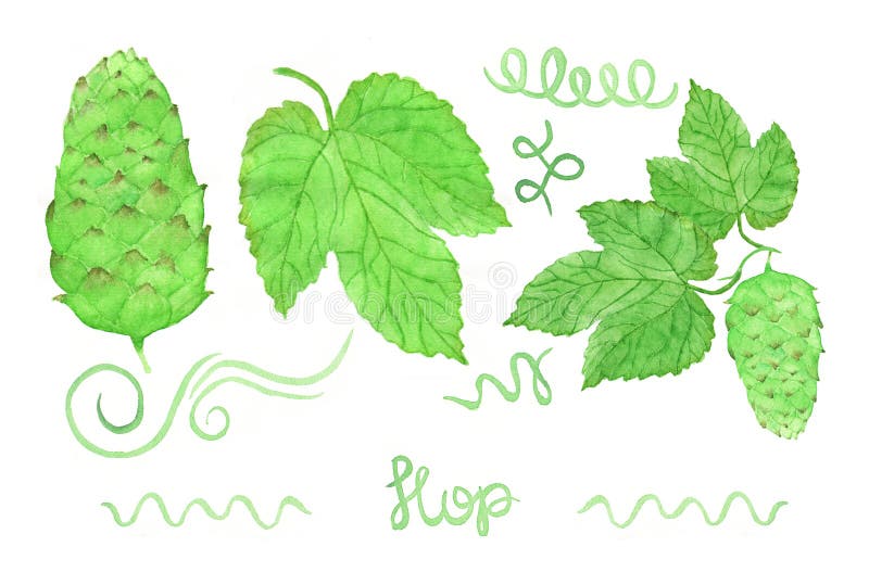 Salto, cerveza elaborando el sistema Swirles a mano, flor libre illustration Salto, cerveza elaborando el sistema Swirles a mano, flor libre illustration