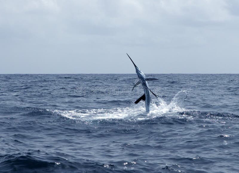 Salto da pesca de esporte do saltwater do Sailfish Salto da pesca de esporte do saltwater do Sailfish
