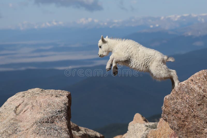 Salto di fede immagine stock Salto di fede immagine stock