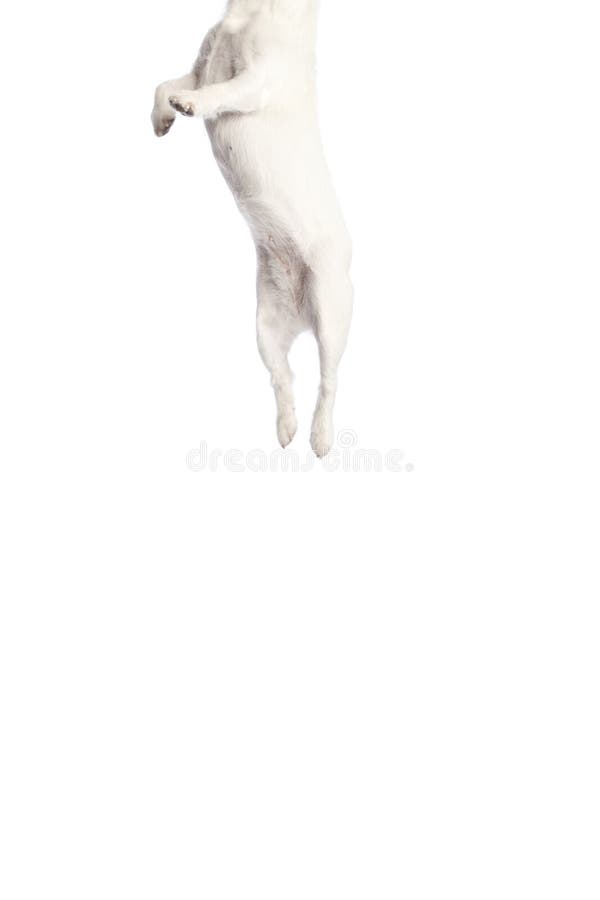 Salto do terrier de Jack russell fotografia de stock royalty free Salto do terrier de Jack russell fotografia de stock royalty free