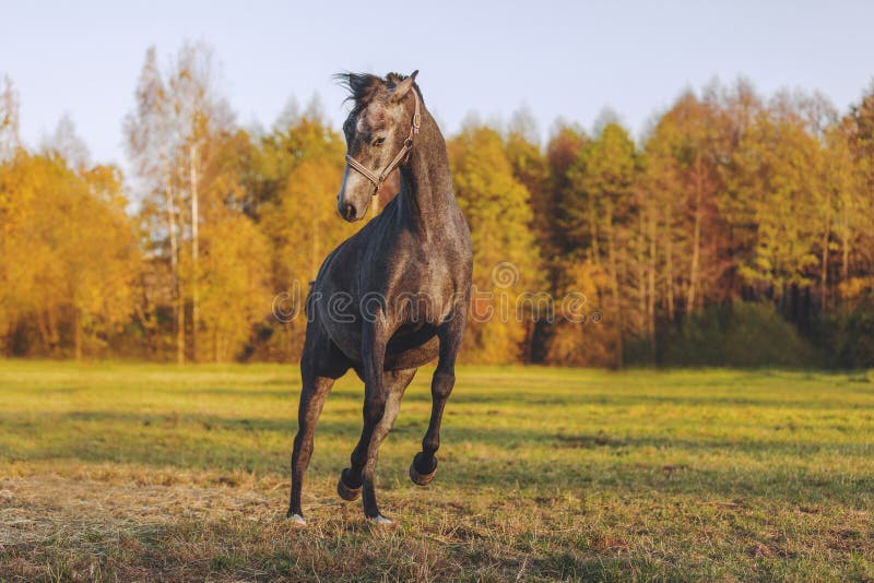 Cavalo Pulando Durante O Encontro De Cavalo Em Todo O País Pela Manhã  Fotografia Editorial - Imagem de grama, verde: 160272922