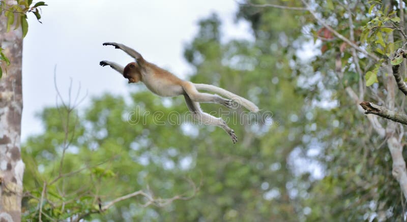 Salto em um macaco de probóscide da árvore na floresta úmida verde selvagem na ilha de Bornéu foto de stock Salto em um macaco de probóscide da árvore na floresta úmida verde selvagem na ilha de Bornéu foto de stock