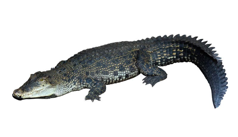Saltvattens- krokodil (Crocodylusporosusen)