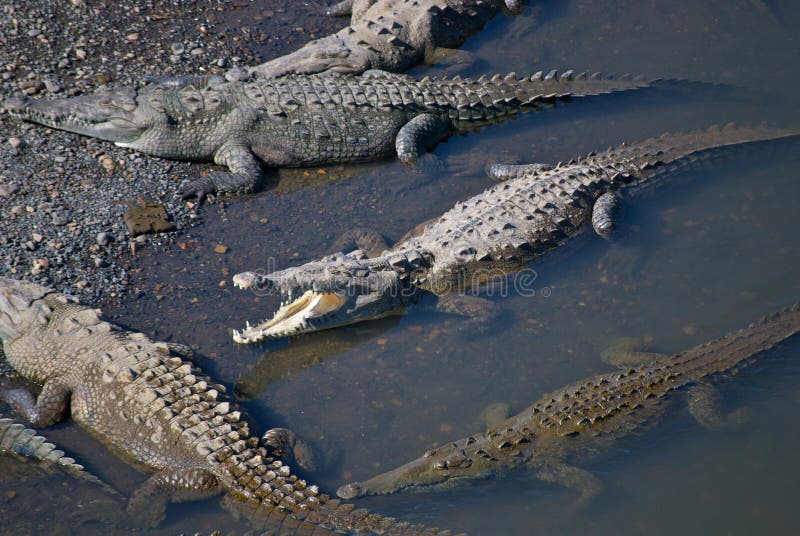 Saltvattens- krokodiler