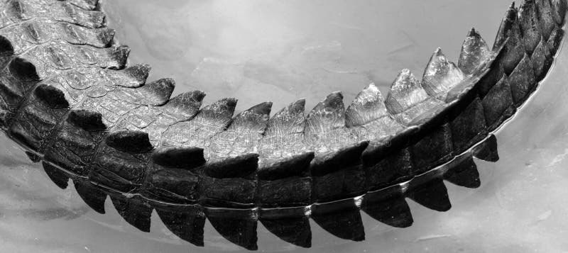 Saltvattens- krokodilsvans