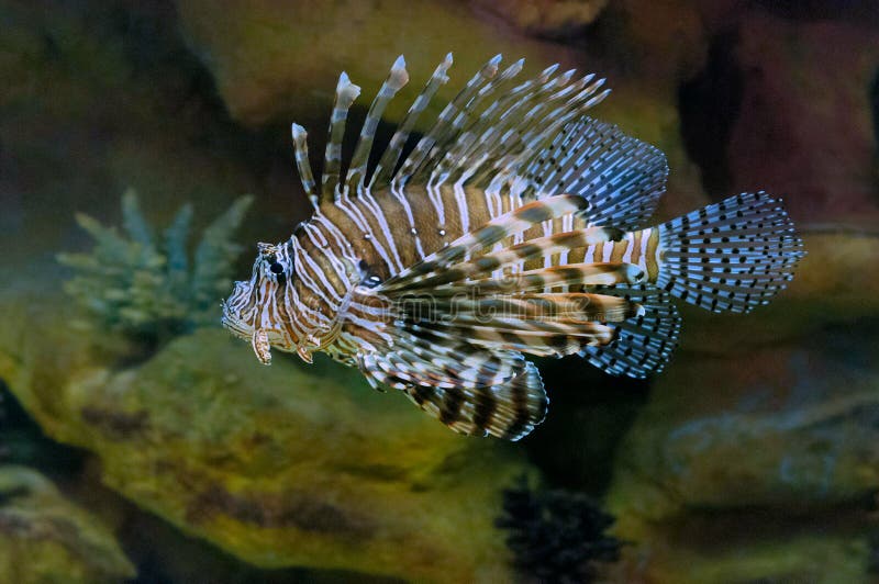 Saltvattens- Lion Fish
