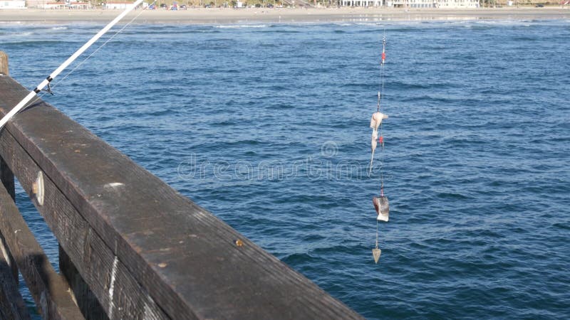 Saltwater Angling on Pier California USA. Sea Ocean. Fishing Catch, Fresh  Alive Fish in Net Basket. Stock Photo - Image of seascape, fish: 213225314
