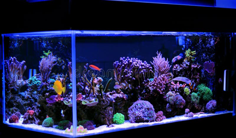 27,058 Reef Tank Stock Photos - Free & Royalty-Free Stock Photos