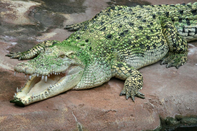 Saltwater Crocodile