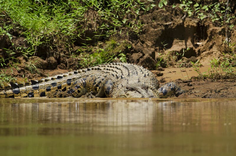 Saltwater Crocodile