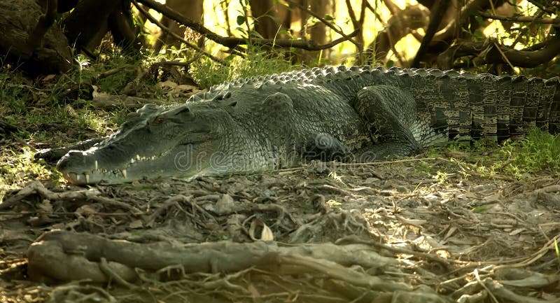 Saltwater crocodile