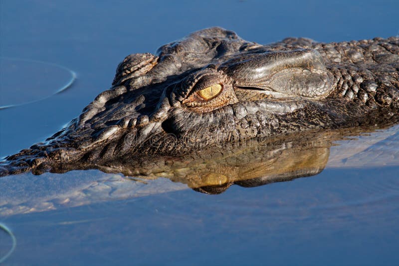 Saltwater crocodile, Australia