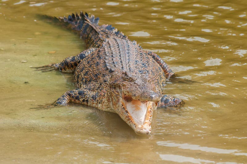 Saltwater crocodile in captivity