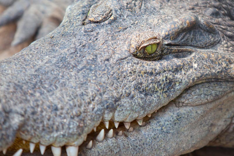 Saltwater crocodile