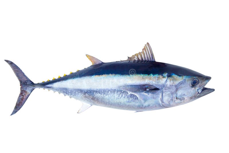 Saltwater thynnus Thunnus τόνου τόννων ψάρια στοκ εικόνες