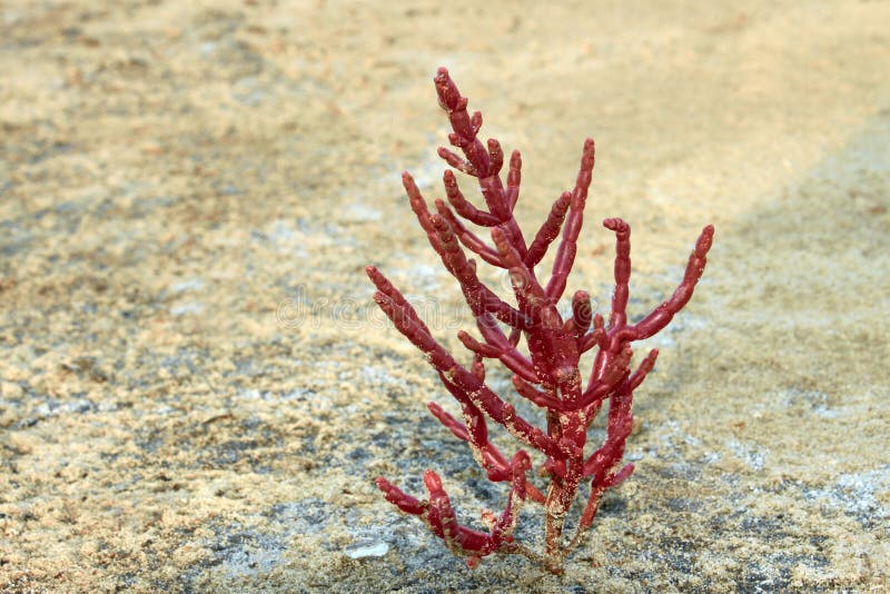 Plant growing on saline stock photo. Image of ecosystem 156504238