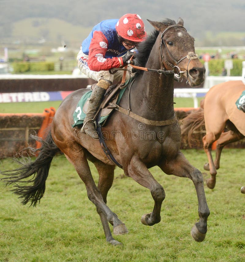 Salubrious powers away from the last on the way to winning at cheltenham 15-3-13. Salubrious powers away from the last on the way to winning at cheltenham 15-3-13