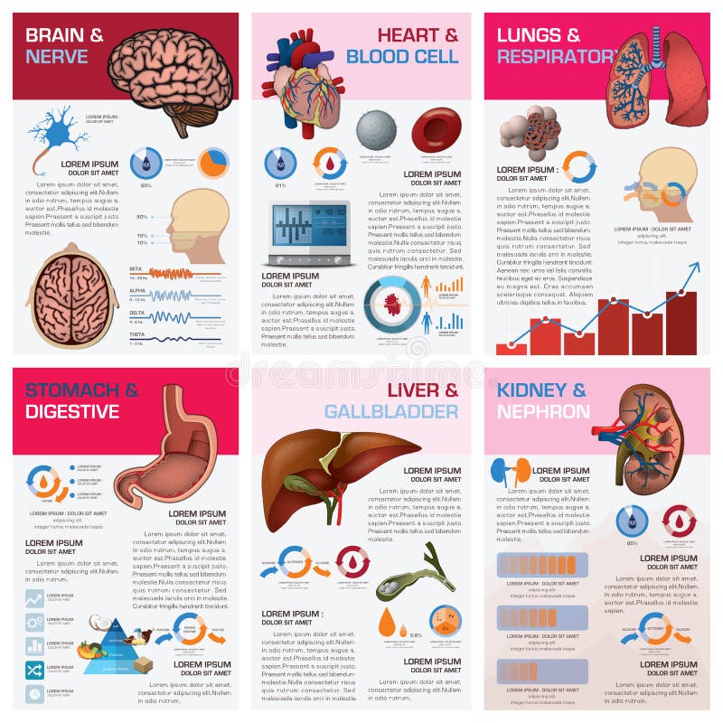 Salud interna y diagrama de carta médico Infographi del órgano humano