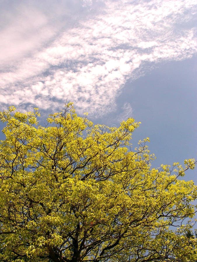 Saludo de la naturaleza imágenes de archivo libres de regalías Saludo de la naturaleza imágenes de archivo libres de regalías