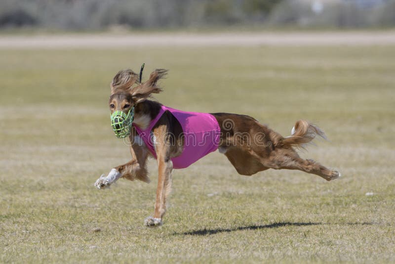 Lure coursing Saluki dog wearing a muzzle while chasing a lure. Lure coursing Saluki dog wearing a muzzle while chasing a lure