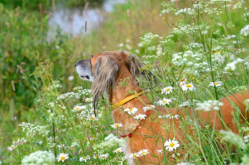 Kasachischer Windhund Tazi stockfoto. Bild von reinrassig 42324700