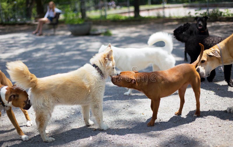 Salutations de parc de chien images stock Salutations de parc de chien images stock