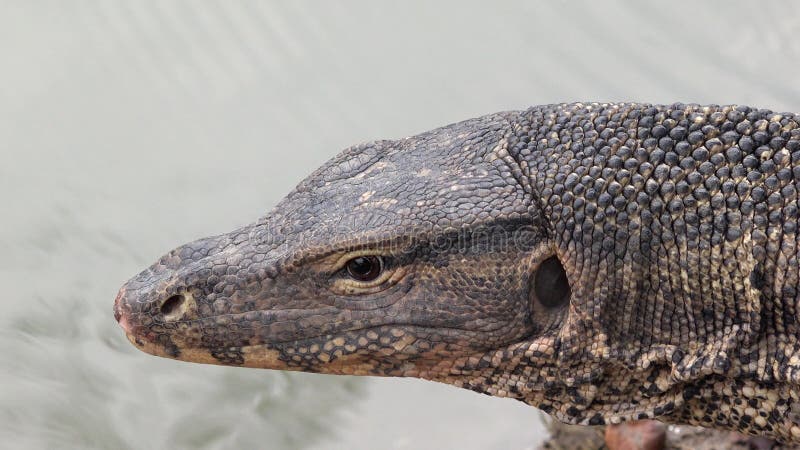 Salvator asiatique de Varanus de lézard de moniteur de l'eau de tête étroite de détail clips vidéos
