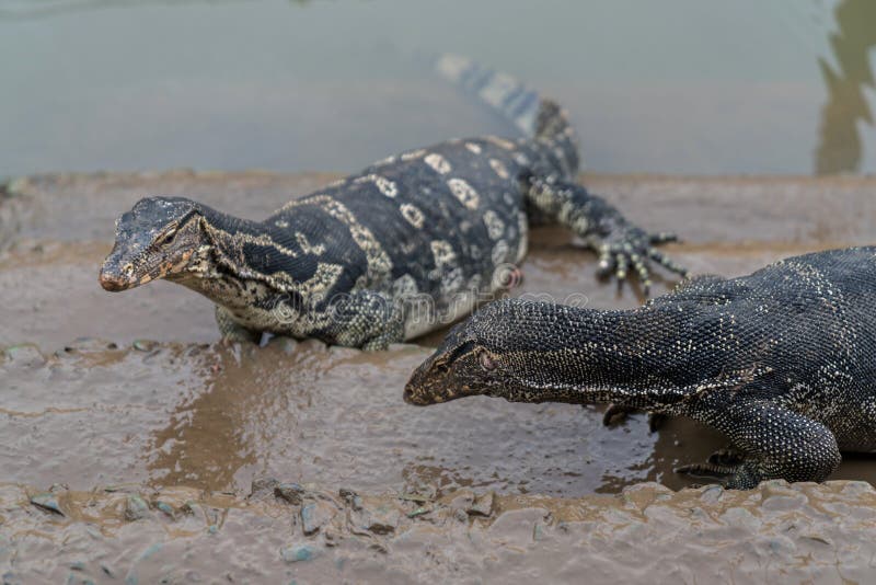 Salvator Varanus стоковое изображение. изображение насчитывающей