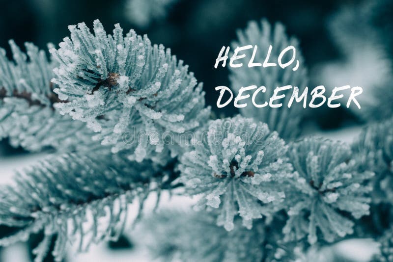 Salve testo di dicembre sui rami ricoperti di neve di abete blu Foresta invernale coperta di neve e ghiaccio al giorno abete di n