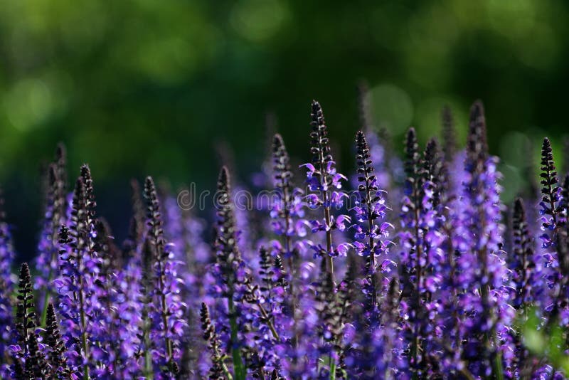 The salvia plant is not only a ornamental grass in gardens but also a magical herb. This is salvia jurisicii, blue.