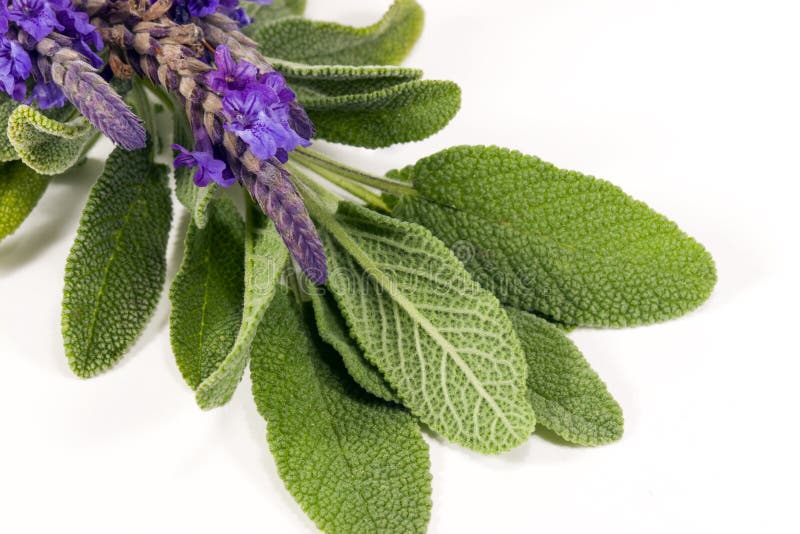 Salvia e lavanda fotografia stock Salvia e lavanda fotografia stock