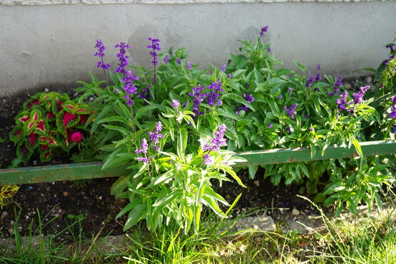 Plants in Germany. Salvia farinacea blooms in July in the park. Salvia farinacea, the mealycup sage, or mealy sage, is a herbaceous perennial plant. Berlin, Germany. Plants in Germany. Salvia farinacea blooms in July in the park. Salvia farinacea, the mealycup sage, or mealy sage, is a herbaceous perennial plant. Berlin, Germany