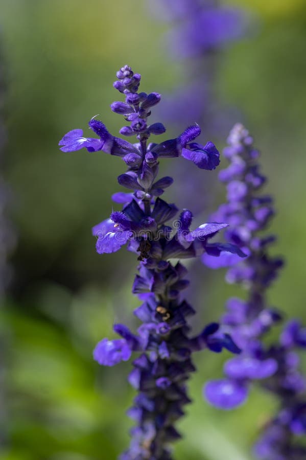 Salvia farinacea mealycup sage beautiful purple blue flowers in bllom, mealy sages flowering plants in the garden, green leaves. Salvia farinacea mealycup sage beautiful purple blue flowers in bllom, mealy sages flowering plants in the garden, green leaves