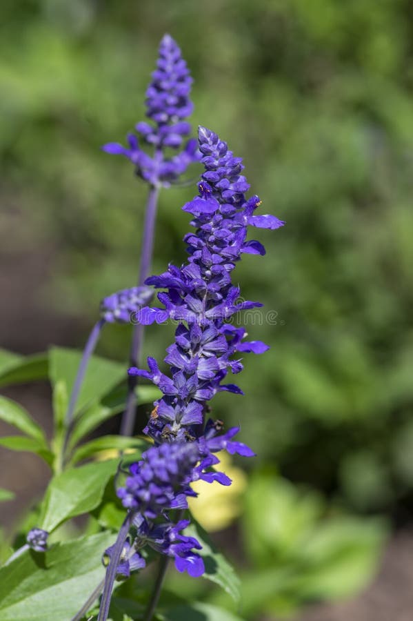 Salvia farinacea mealycup sage beautiful purple blue flowers in bllom, mealy sages flowering plants in the garden, green leaves. Salvia farinacea mealycup sage beautiful purple blue flowers in bllom, mealy sages flowering plants in the garden, green leaves