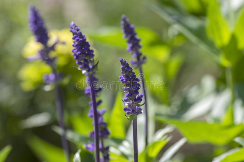 Salvia farinacea mealycup sage beautiful purple blue flowers in bllom, mealy sages flowering plants in the garden, green leaves. Salvia farinacea mealycup sage beautiful purple blue flowers in bllom, mealy sages flowering plants in the garden, green leaves