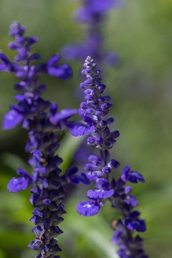 Salvia farinacea mealycup sage beautiful purple blue flowers in bllom, mealy sages flowering plants in the garden, green leaves. Salvia farinacea mealycup sage beautiful purple blue flowers in bllom, mealy sages flowering plants in the garden, green leaves