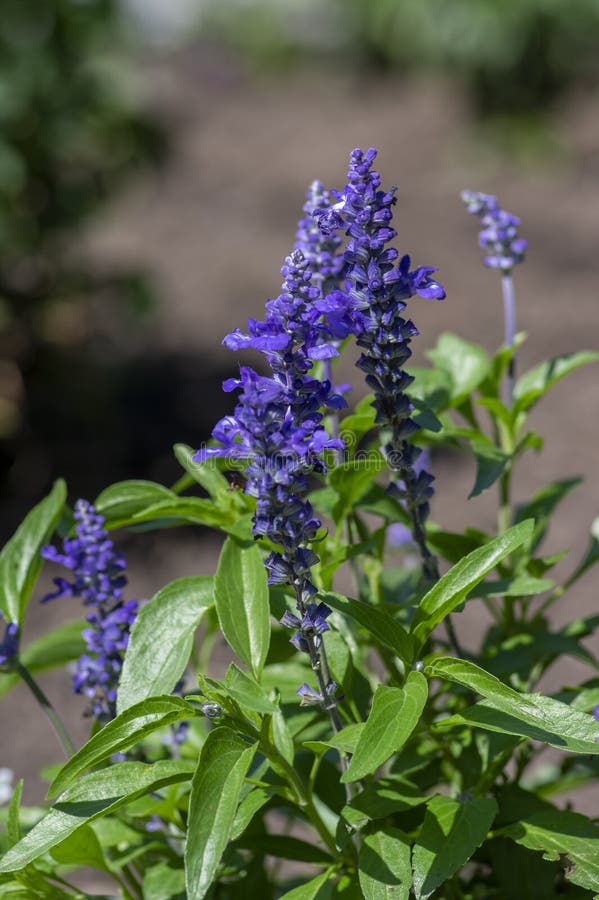 Salvia farinacea mealycup sage beautiful purple blue flowers in bllom, mealy sages flowering plants in the garden, green leaves. Salvia farinacea mealycup sage beautiful purple blue flowers in bllom, mealy sages flowering plants in the garden, green leaves