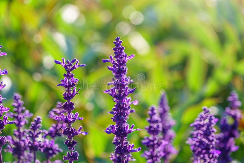 Blue Salvia farinacea flowers, or Mealy Cup Sage. A beautiful, brightly coloured and eye-catching, full blooming purple flowers, bunch into long bouquet on green background, close-up, natural sunlight. Blue Salvia farinacea flowers, or Mealy Cup Sage. A beautiful, brightly coloured and eye-catching, full blooming purple flowers, bunch into long bouquet on green background, close-up, natural sunlight