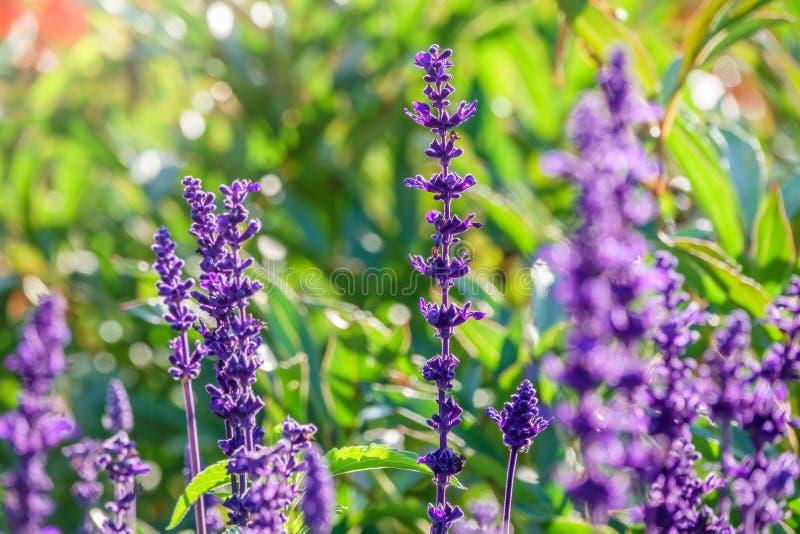 Blue Salvia farinacea flowers, or Mealy Cup Sage. A beautiful, brightly coloured and eye-catching, full blooming purple flowers, bunch into long bouquet on green background, close-up, natural sunlight. Blue Salvia farinacea flowers, or Mealy Cup Sage. A beautiful, brightly coloured and eye-catching, full blooming purple flowers, bunch into long bouquet on green background, close-up, natural sunlight